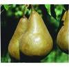 Bosc- Golden Russet® Pear