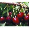 Lapins Self-fertile Dark Sweet Cherry