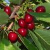 Hedelfingen Dark Sweet Cherry