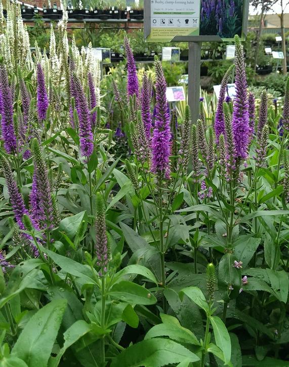 Stop by to leave with some of our plants and less of your money. Stop by to leave with some of our plants and less of your money.